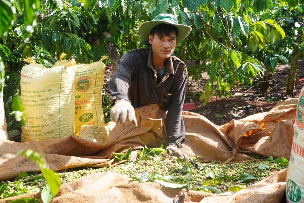 Cà phê, gỗ xuất khẩu vượt tỷ USD hai tháng đầu năm