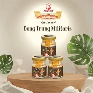 Avanest Yến Chưng Vị Đông Trùng Militaris