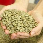 Arabica Raw Coffee Beans Chất Lượng Thô Uống Cao ISO220002018 60 kg/bao đay Nhà sản xuất Made in Vietnam