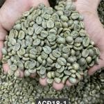 Arabica Raw Coffee Beans Chất Lượng Thô Uống Cao ISO220002018 60 kg/bao đay Nhà sản xuất Made in Vietnam