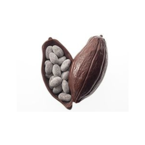 Kem bơ ca cao Chất lượng tốt nhất Bán buôn nguyên liệu tươi Hộp carton Bao bì gỗ sản xuất tại Việt Nam