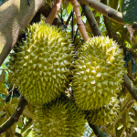 Sầu riêng tươi Việt Nam chất lượng cao để xuất khẩu sầu riêng tươi - nhà cung cấp tại Việt Nam