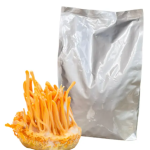 Đông trùng hạ thảo sấy khô hữu cơ Bán buôn Iso Ocop Natural Cultivated Agrimush Brand Beat With Air Bag Vietnam Nhà sản xuất