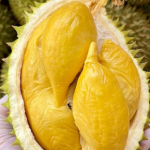 Sầu riêng tươi cao cấp D101 (trái cây tươi) được nhiều người yêu thích sầu riêng và trẻ em ưa chuộng